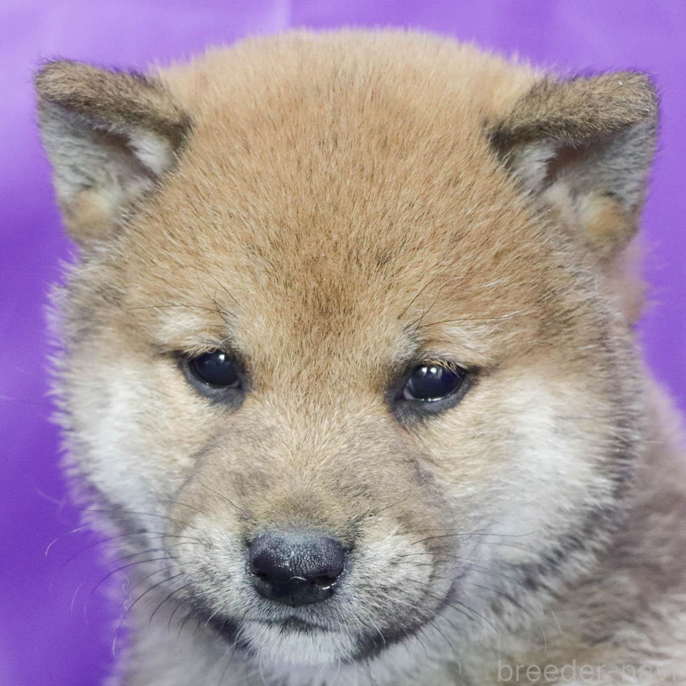 販売中の愛知県の柴犬-388033の2枚目